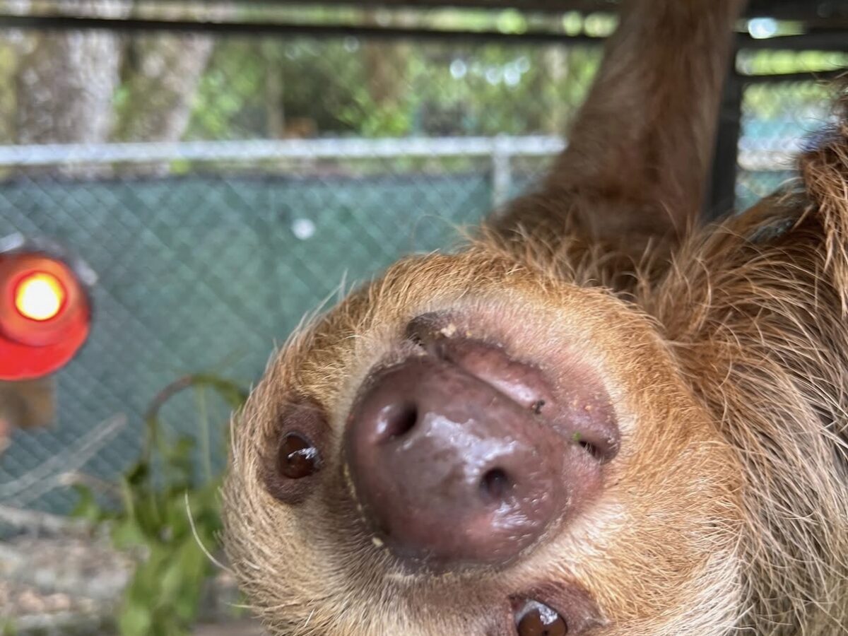 All 13 Former Sloth World Sloths Survive First 24 Hours at Central Florida Zoo