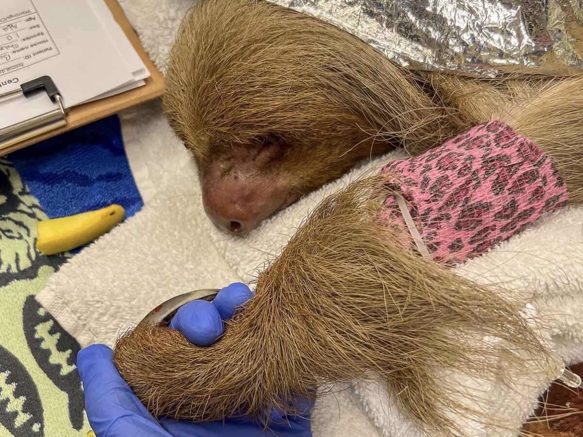 Bandit Dies at Central Florida Zoo Days After Rescue From Sloth World