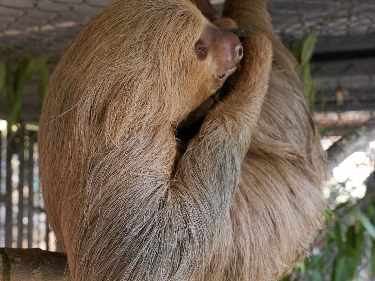 UPDATED: Habanero Dies as Criminal Investigation Into Sloth World Moves Forward