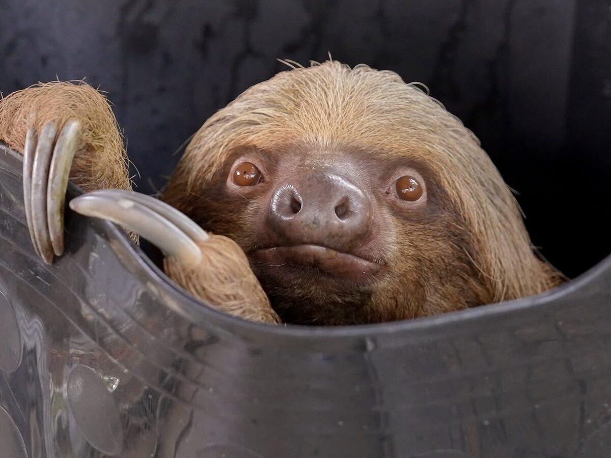 Third Former Sloth World Sloth Dies as Pressure Mounts for Accountability in Orlando