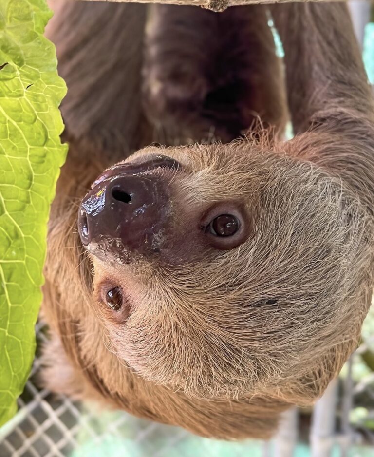 Another Former Sloth World Sloth Has Died After Weeks Without a Loss ...